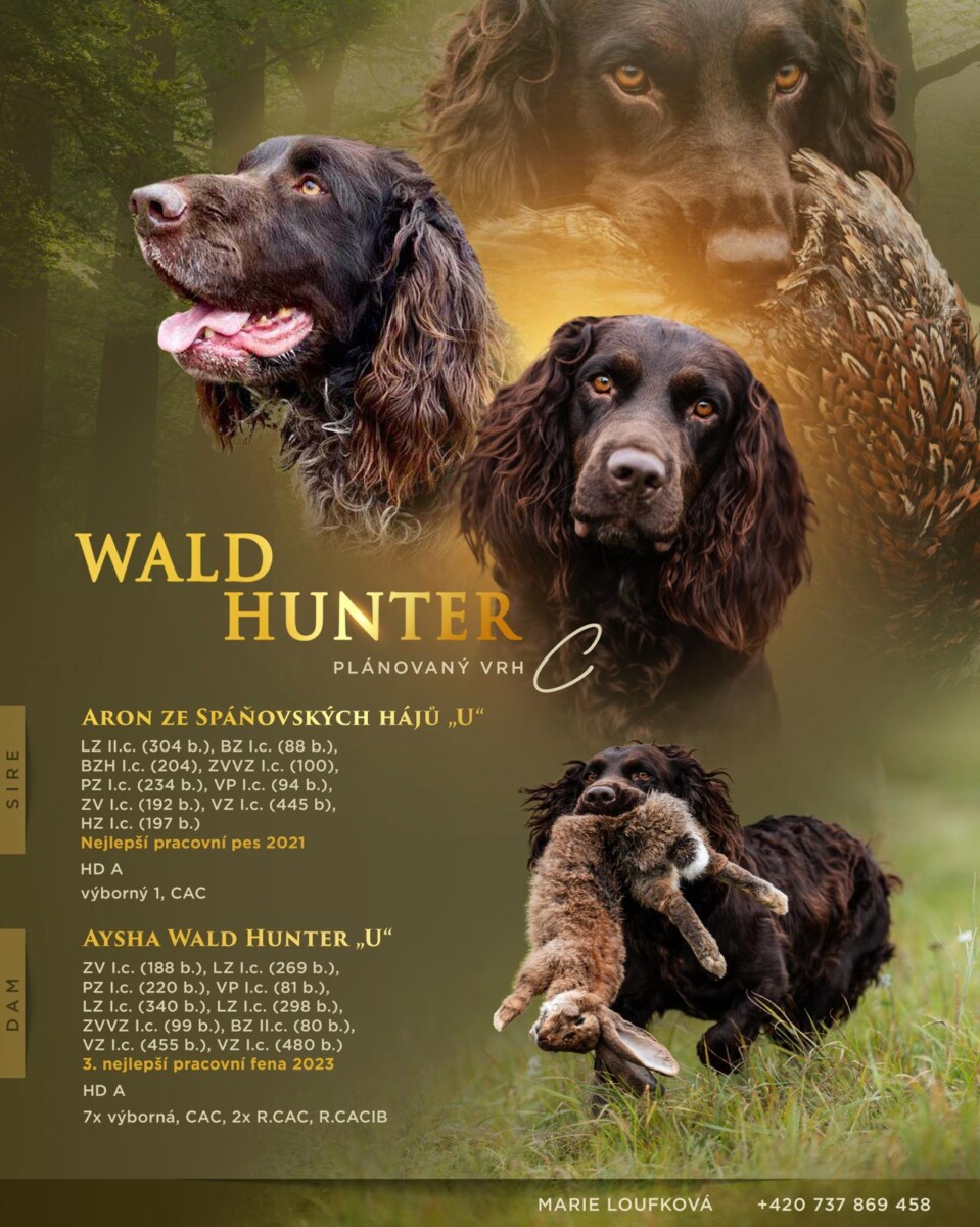 Chovatelská stanice Wald hunter – plánovaný vrh C
