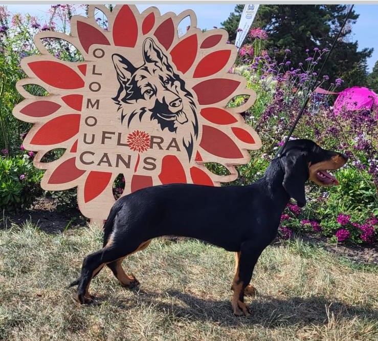 Hledá se nový majitel pro 1,5letou fenečku plemene švýcarský nízkonohý honič, Amy Santini Moravia.